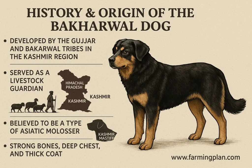 history & origin of the bakharwal dog