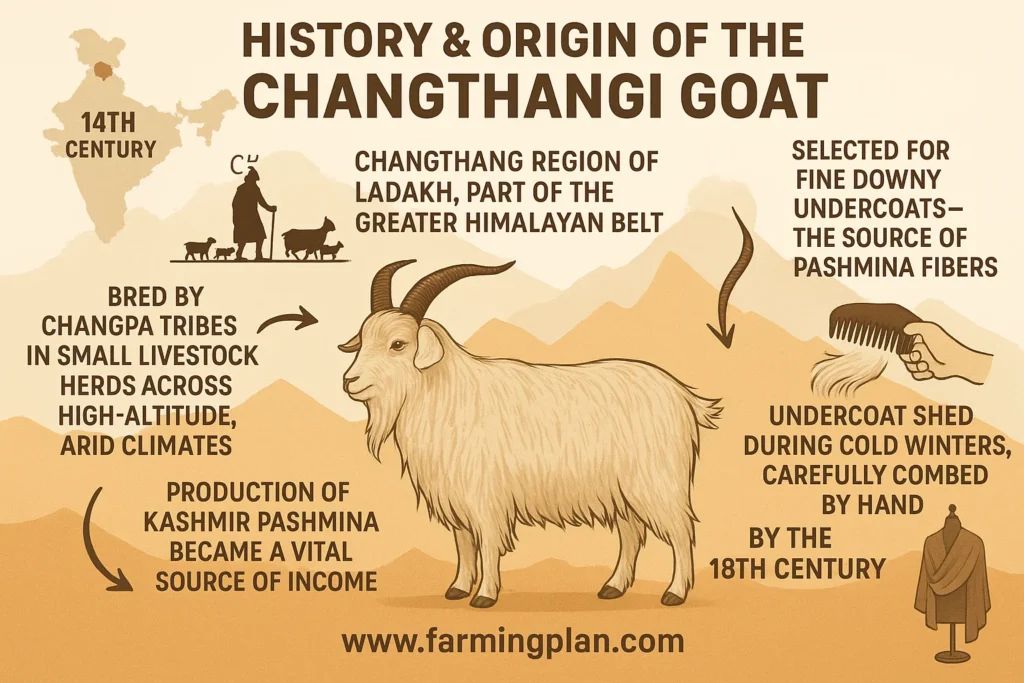 history & origin of the changthangi goat