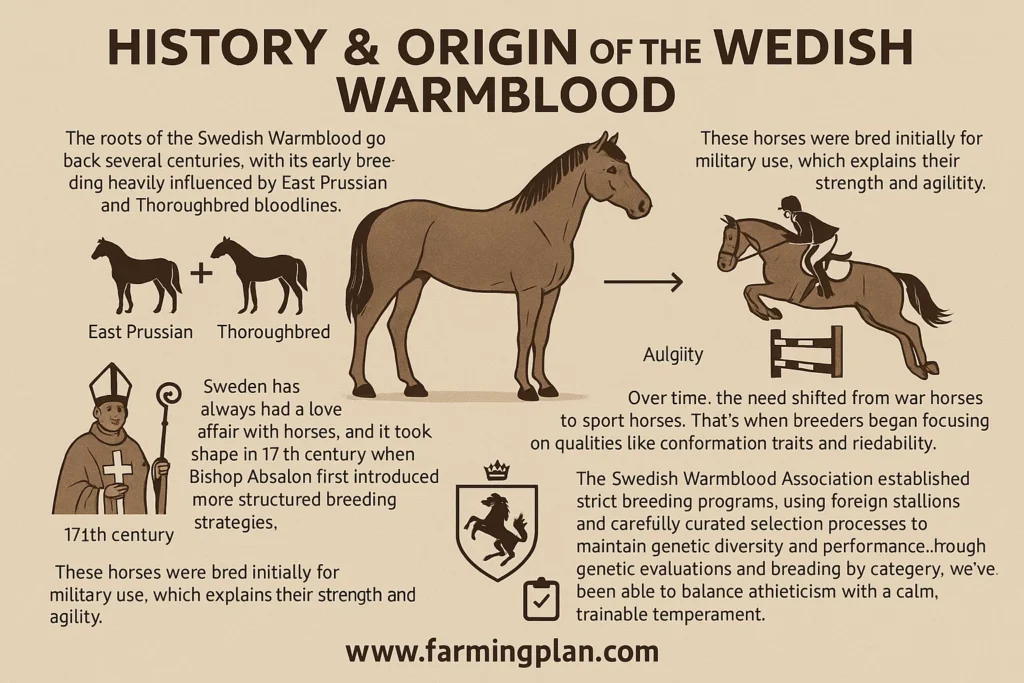 history & origin of the swedish warmblood