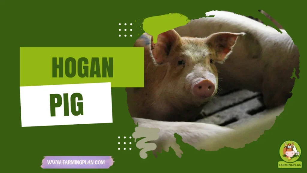 hogan pig