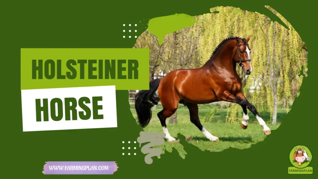 holsteiner horse
