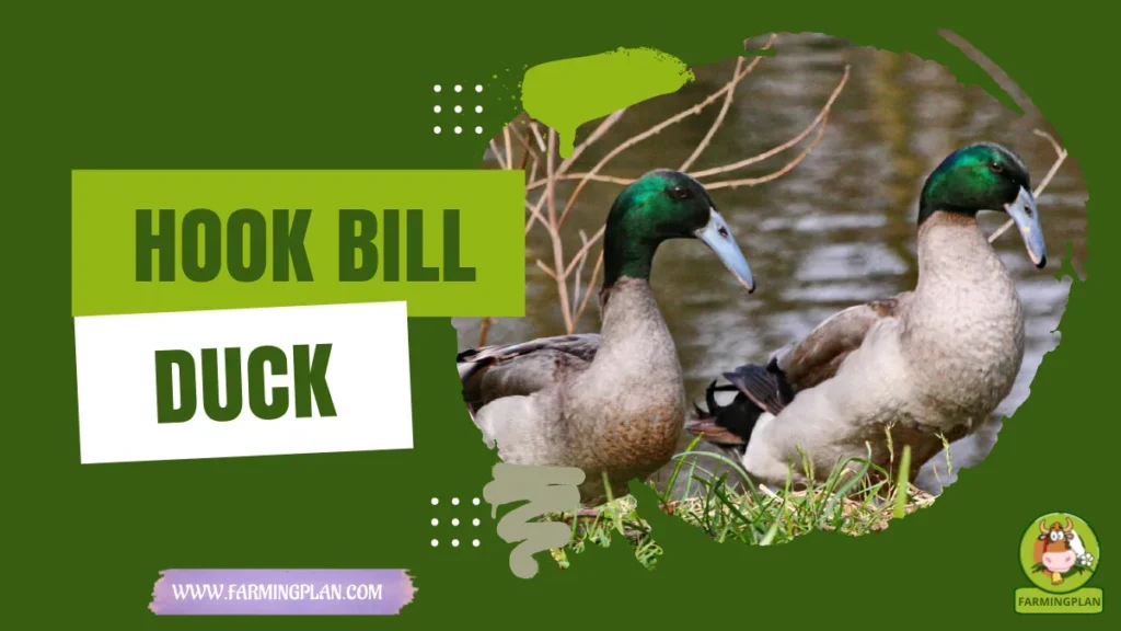 Hook Bill Duck