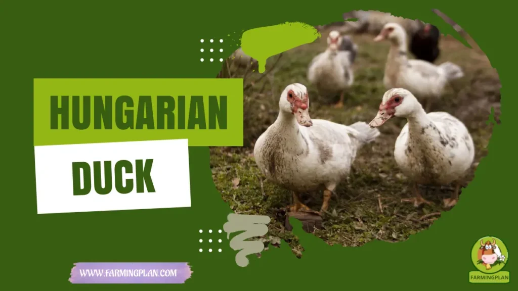 hungarian duck