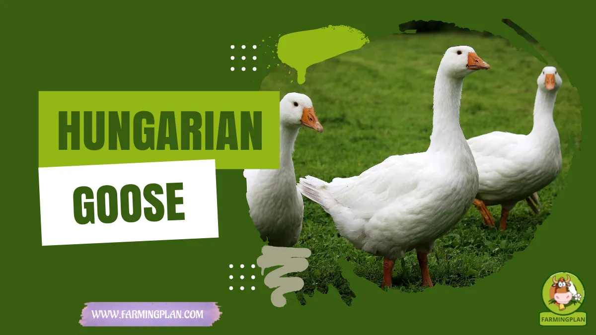 hungarian goose