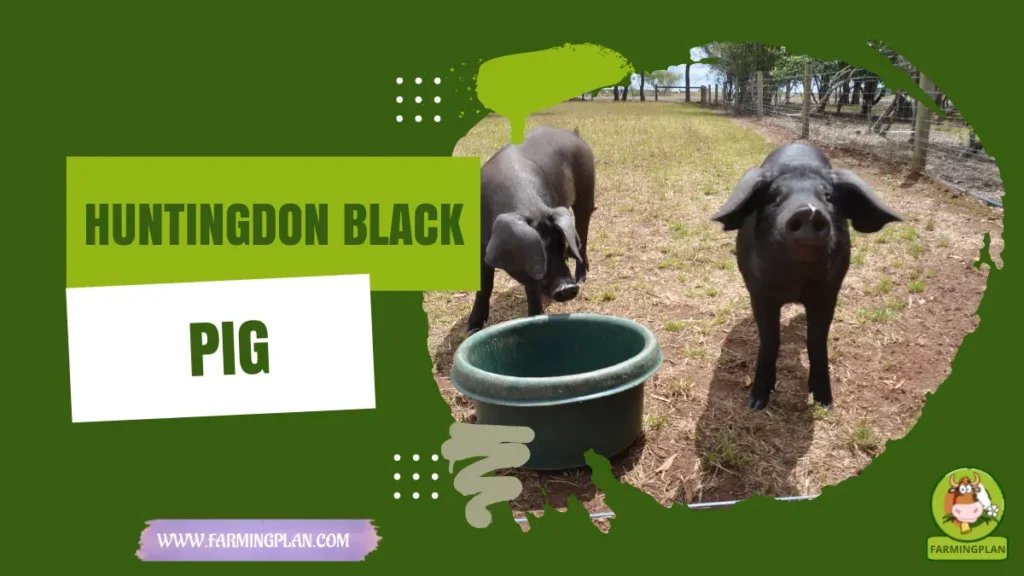 Huntingdon Black Pig