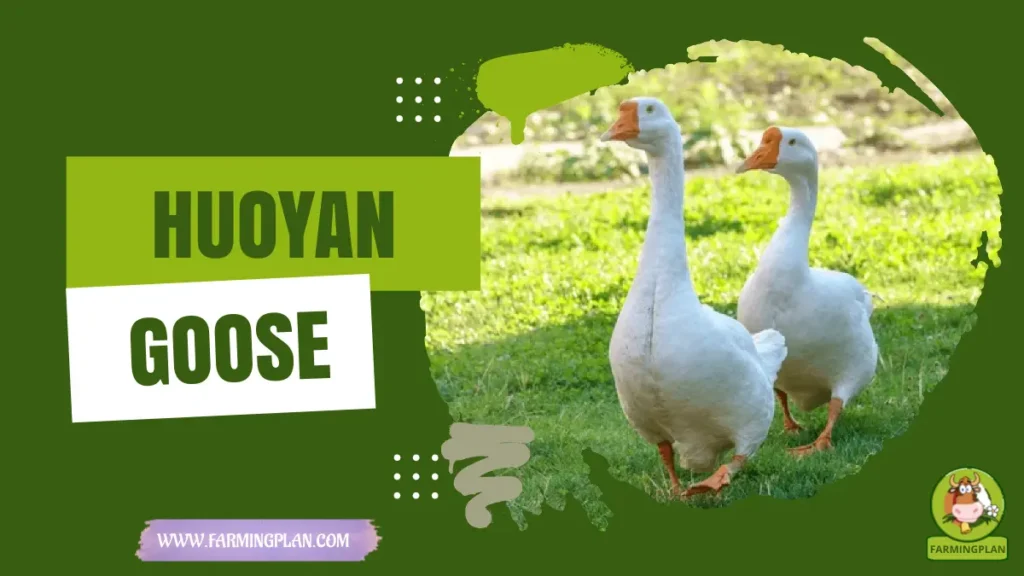 Huoyan Goose