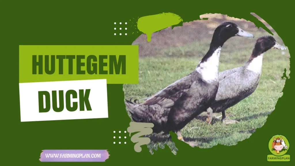Huttegem Duck