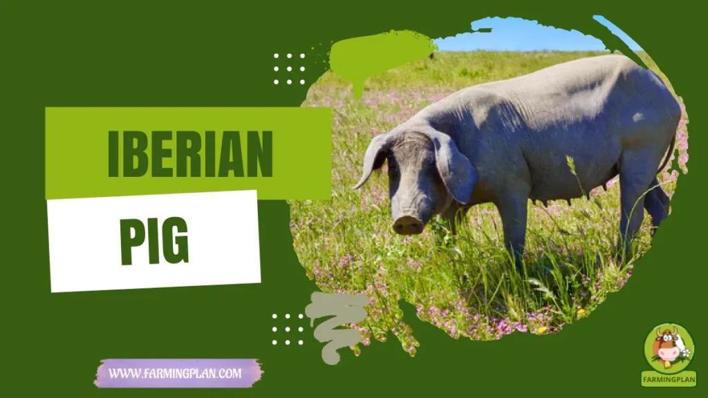 Iberian Pig