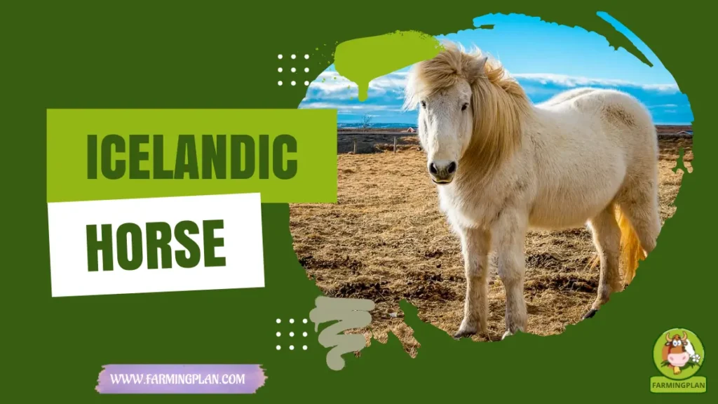 Icelandic Horse