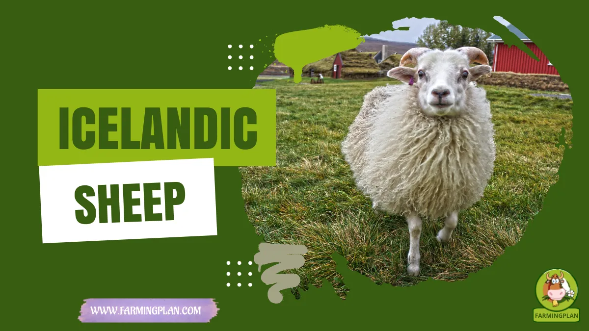 icelandic sheep