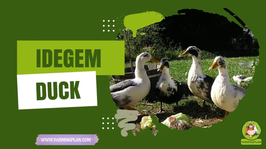 idegem duck