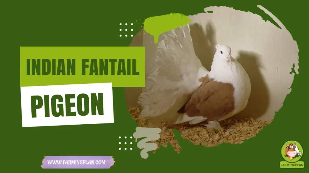 indian fantail pigeon