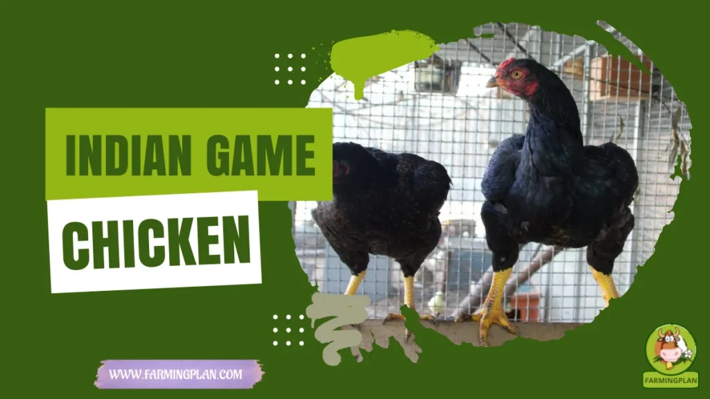 indian game chicken