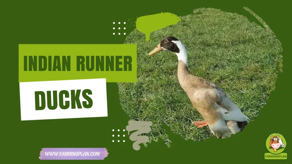 indian runner duck