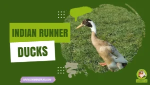 indian runner duck