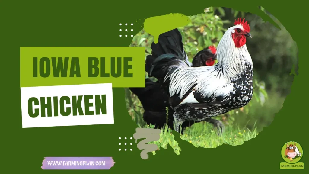 Iowa Blue Chicken