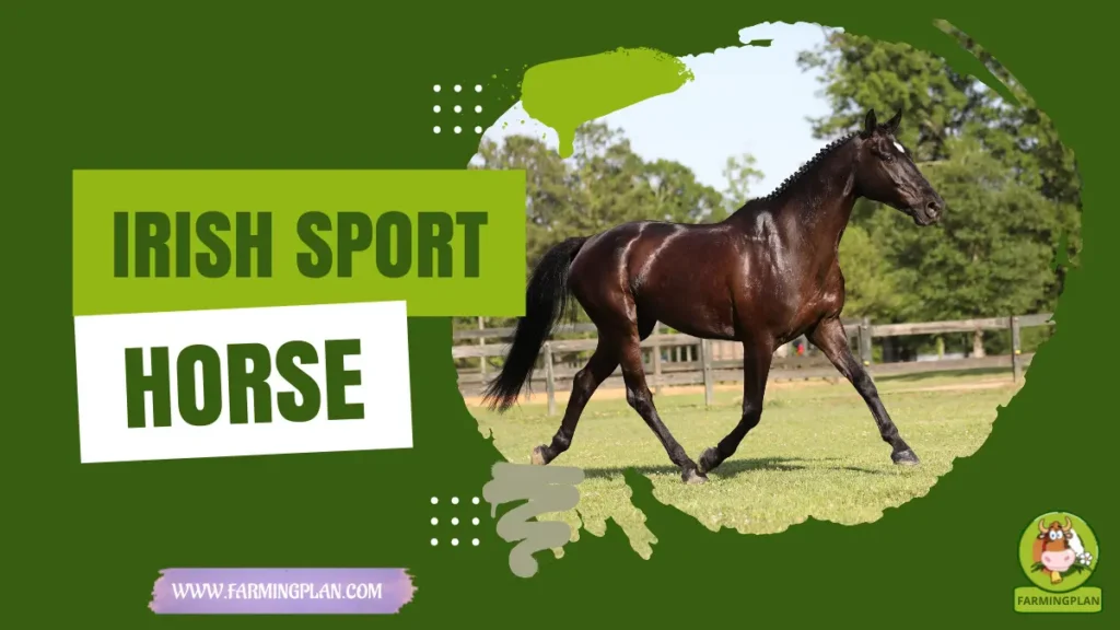 Irish Sport Horse