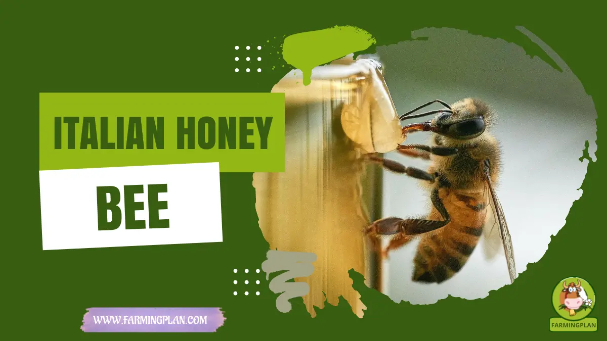 italian honey bee