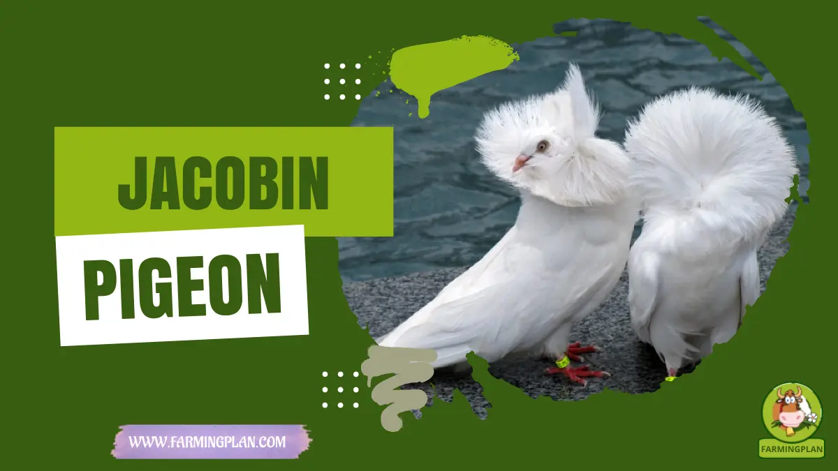 jacobin pigeon