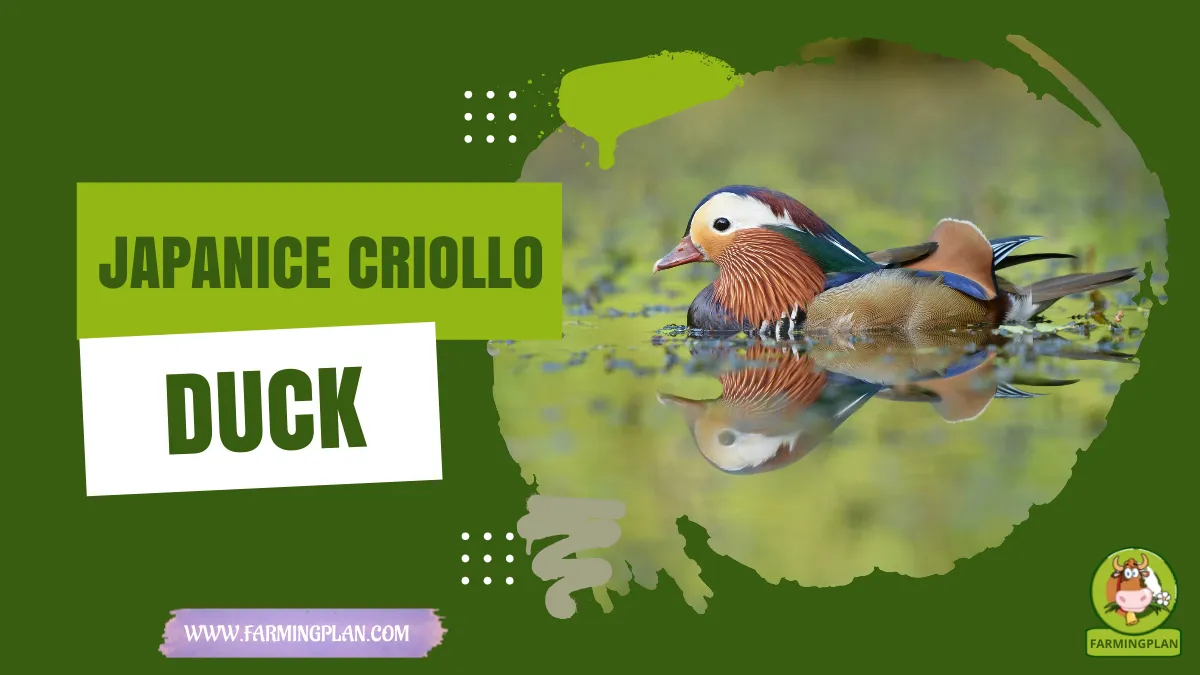 japanice criollo duck