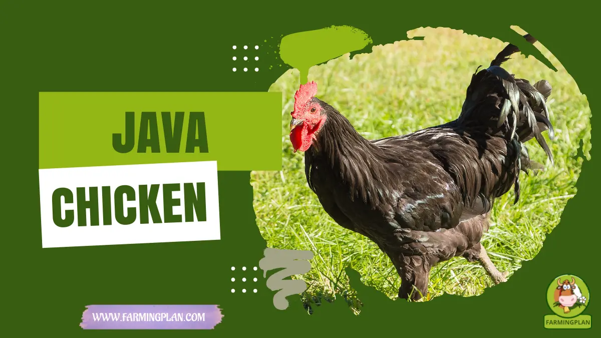java chicken