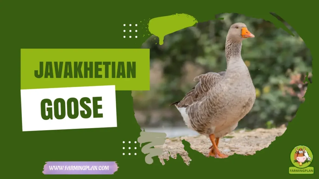Javakhetian Goose