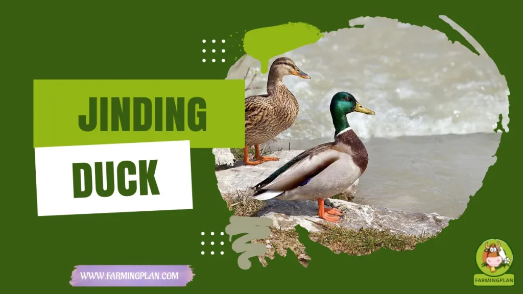 jinding duck