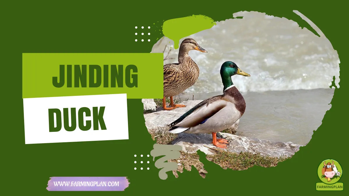 jinding duck