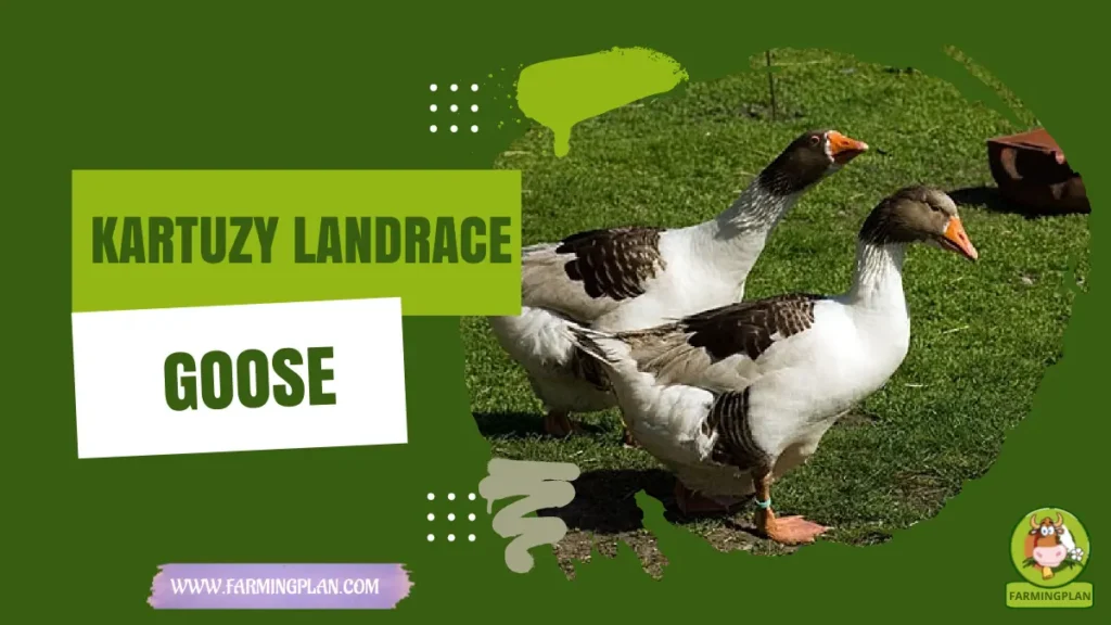Kartuzy Landrace Goose