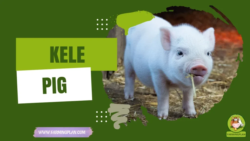 kele pig