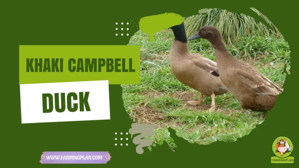 Khaki Campbell Duck