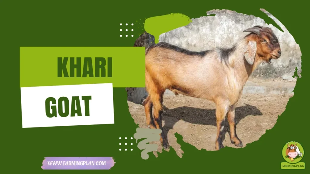 Khari Goat
