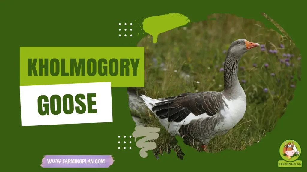 Kholmogory Goose