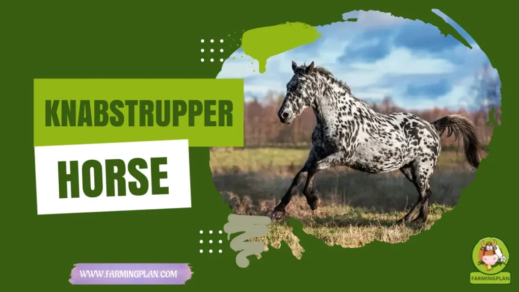 Knabstrupper Horse