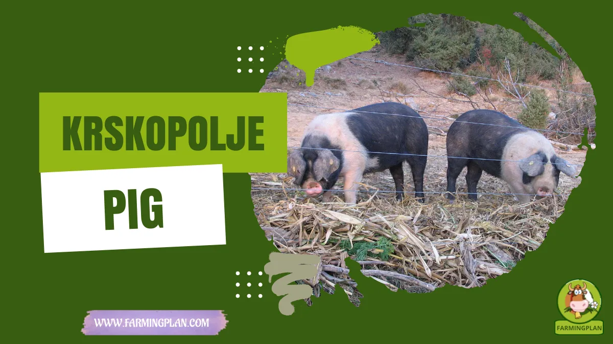 krskopolje pig