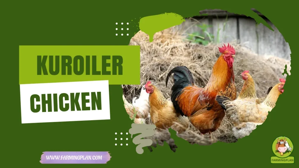 kuroiler chicken