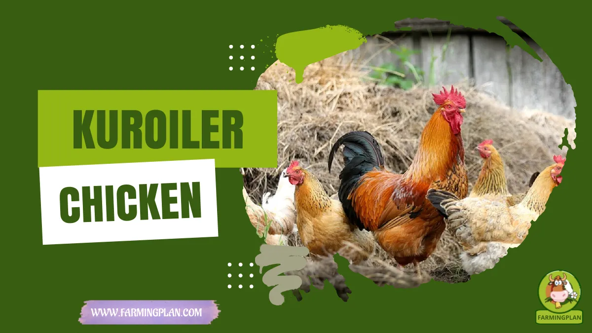 kuroiler chicken