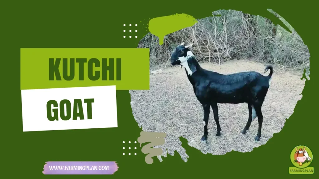 Kutchi Goat
