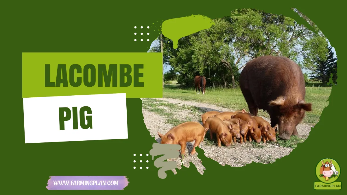 lacombe pig