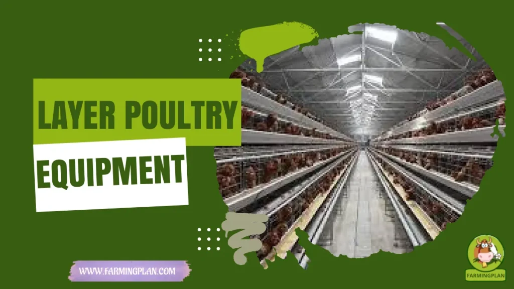 layer poultry equipment