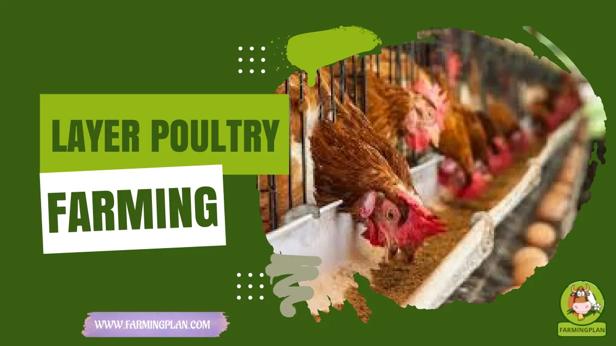layer poultry farming