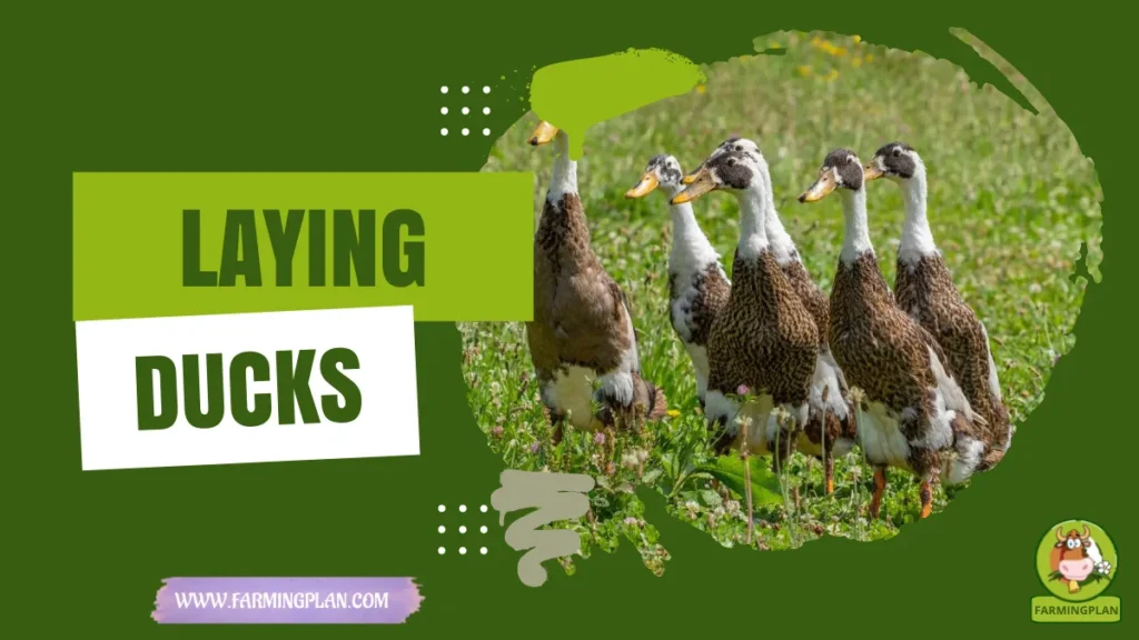 laying ducks