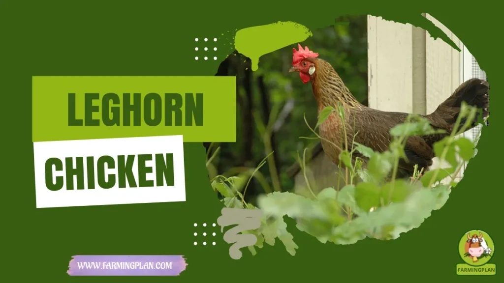 Leghorn Chicken