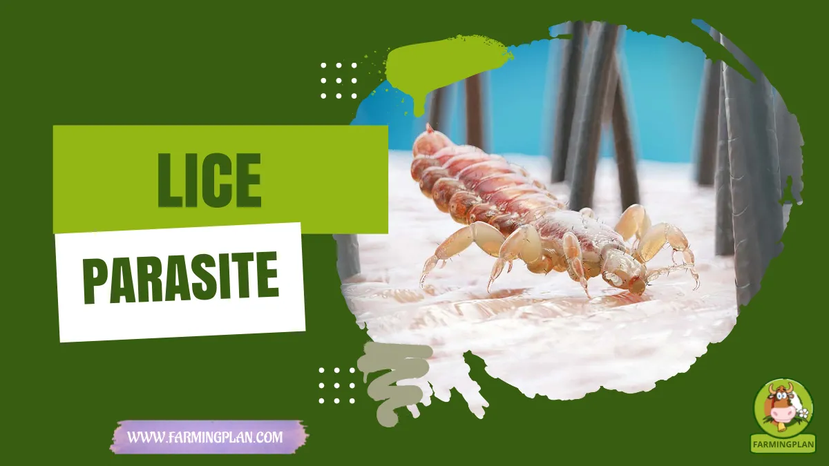 lice parasite