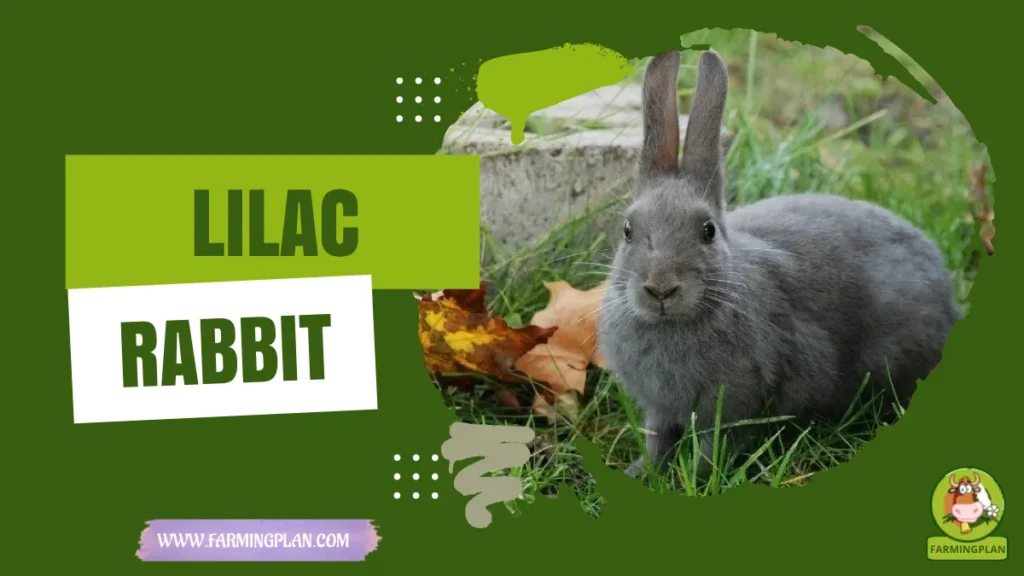 Lilac Rabbit