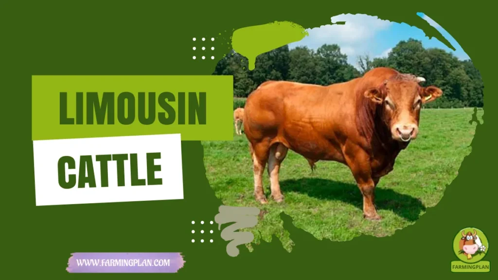 limousin cattle