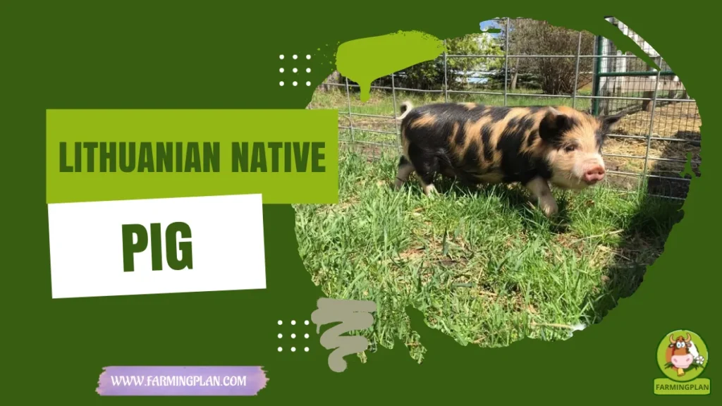 lithuanian native pig