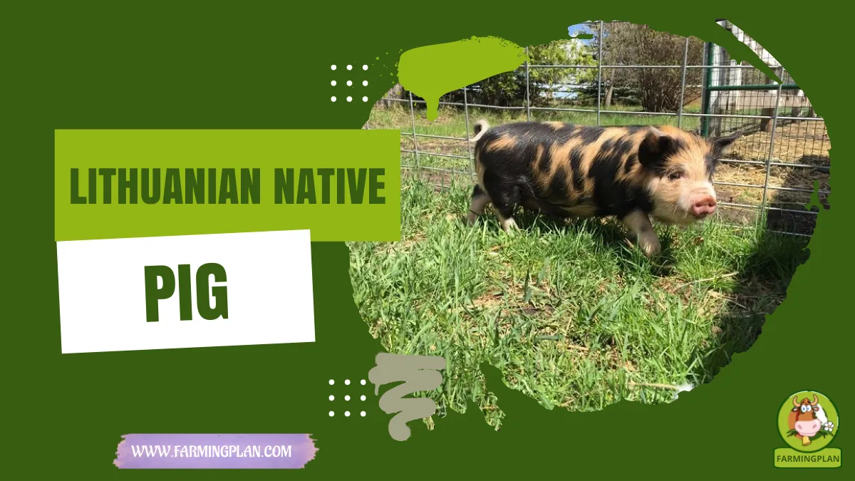 lithuanian native pig