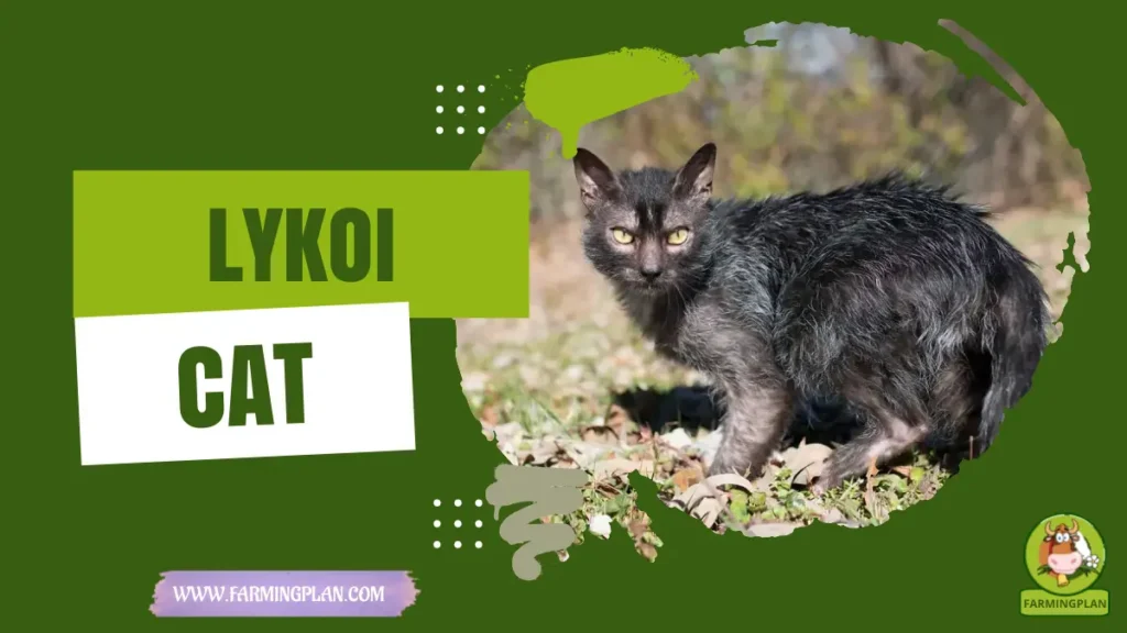 lykoi cats