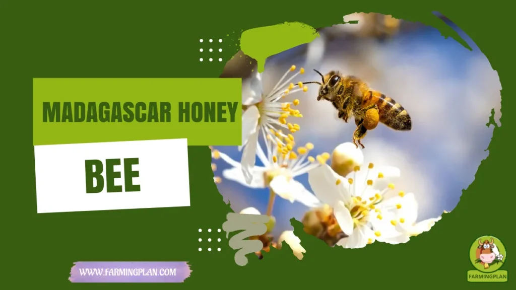 madagascar honey bee